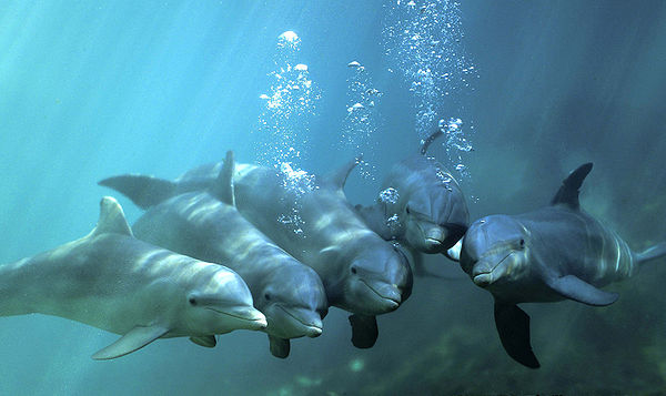 Dolphin group photo made in Xcaret, Mexico