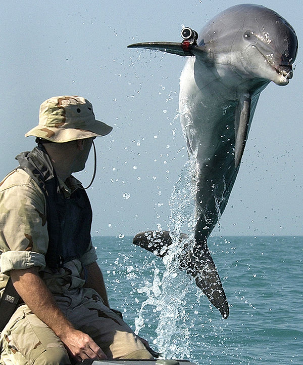Dophins_in_the_Military