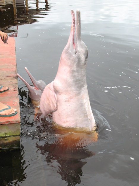 Amazon River dolphin facts