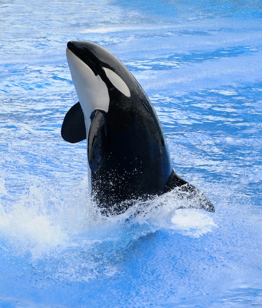 Killer whale jumping