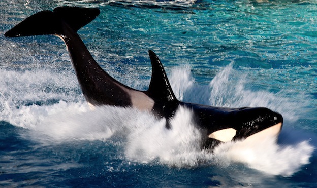 Killer whale facts