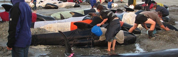 Pilot Whale