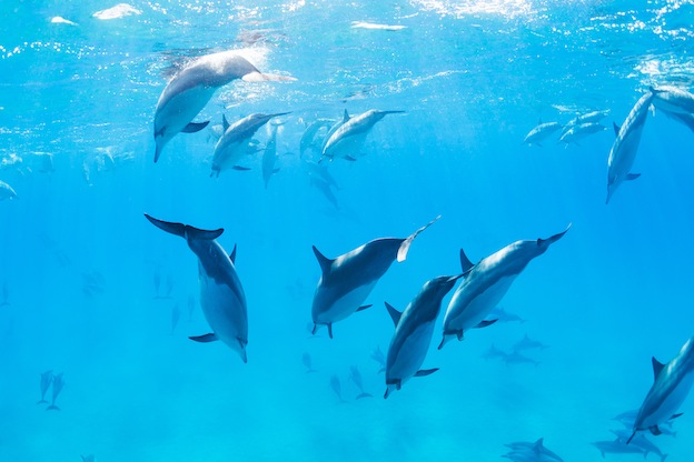 Dolphins in the Wild vs. Dolphins in Captivity | Stop Dolphin Abuse