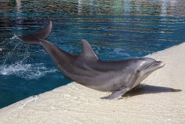 Bottlenose-Dolphins-in-Aquarium