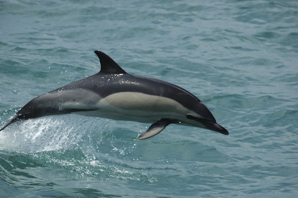 Delphinus-Delphis-Common-Dolphin