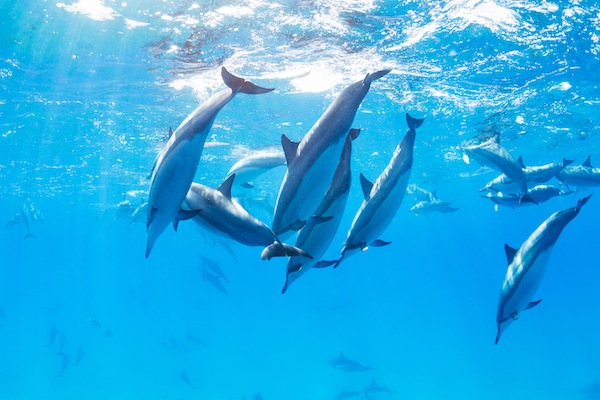 Dolphins Underwater