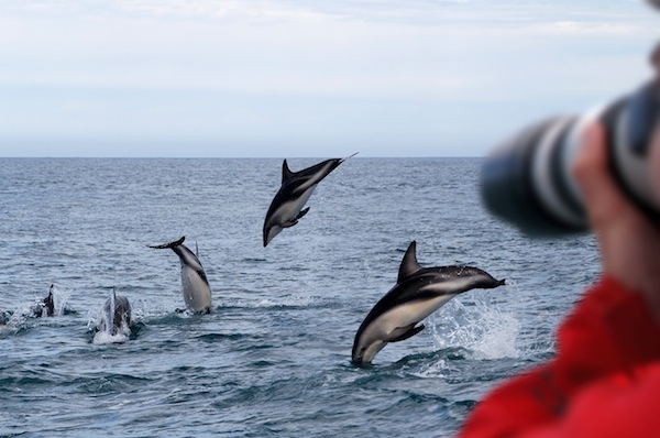 Dusky Dolphins New Zealand