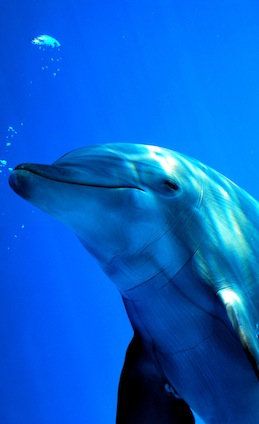 Amazing Bottlenose Dolphin Facts