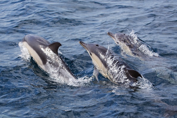 Common Dolphins swimming in ocean