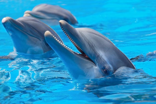 happy dolphins