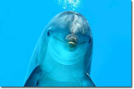 Watch Movie Dolphin Tale 2 High Quality