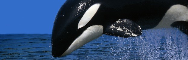 Dolphin Information