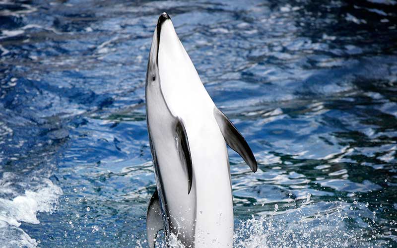 Oceanic dolphins and river dolphins.