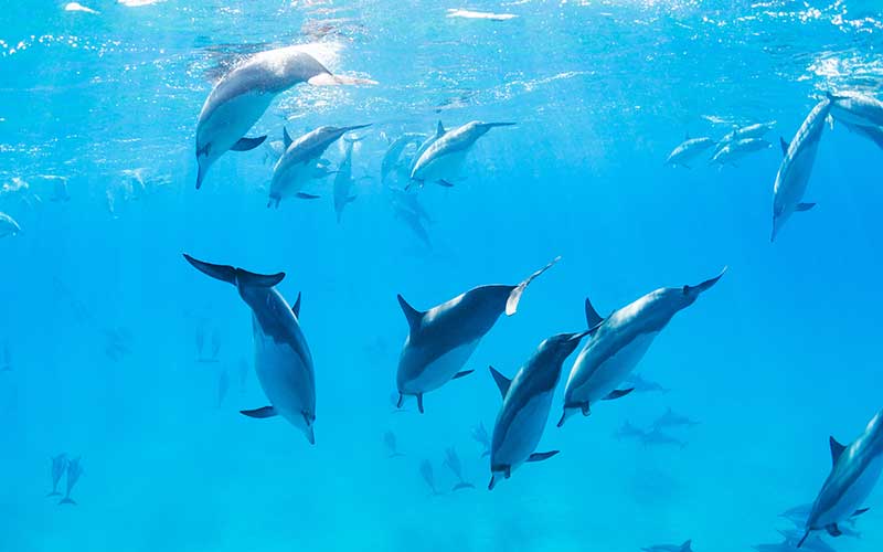 Freedom of dolphins.