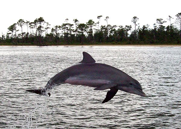 A_Bottlenose_Dolphin_at_play_in_Perdido_Bay