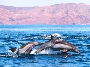 Common dolphins in Mexico