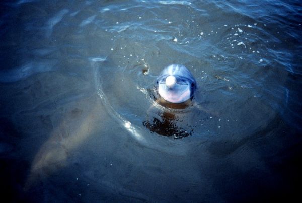 Dolphin_in_Sapelo_Island_Reserve