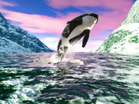 dolphin_puzzle_image_3