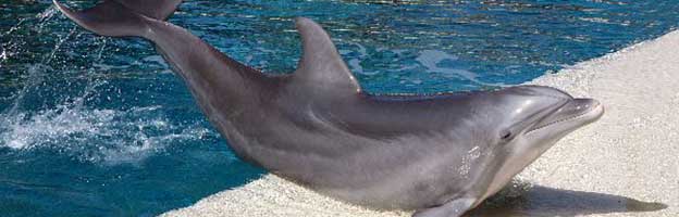 Bottlenose Dolphin Facts