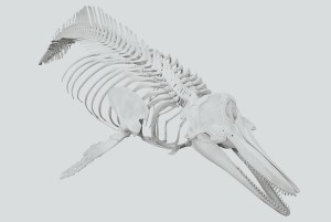 Dolphin Anatomy facts