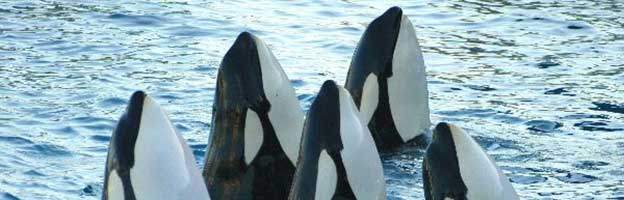Killer Whale Top Facts