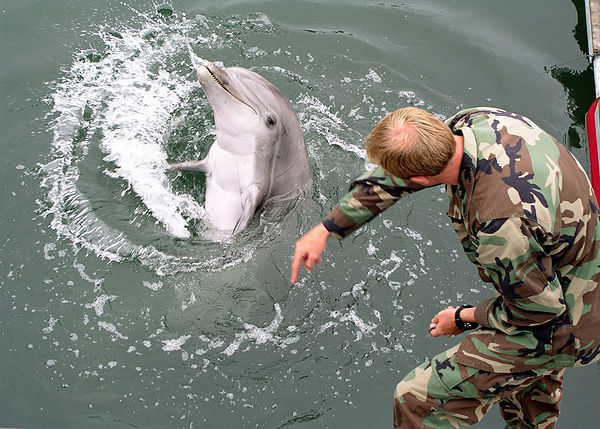 Navy marine mammal handler Electronic Technician 2nd Class Eric Kenas shows how a trained dolphin reacts to different hand gestures