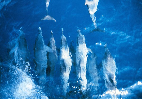 Pantropical spotted dolphin swimming ahead of the NOAA Ship RUDE Stenella attenuata