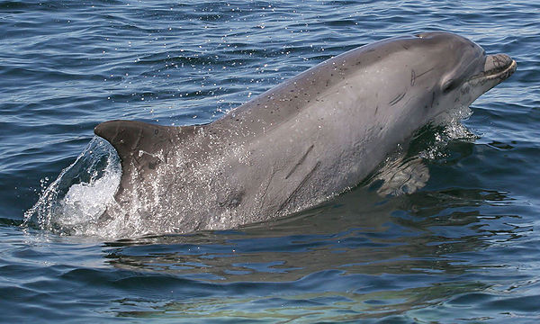 Scarred Bottlenose Dolphin, Cromarty Firth, Scotland