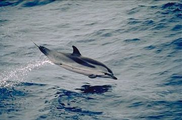 Striped Dolphin Jumping