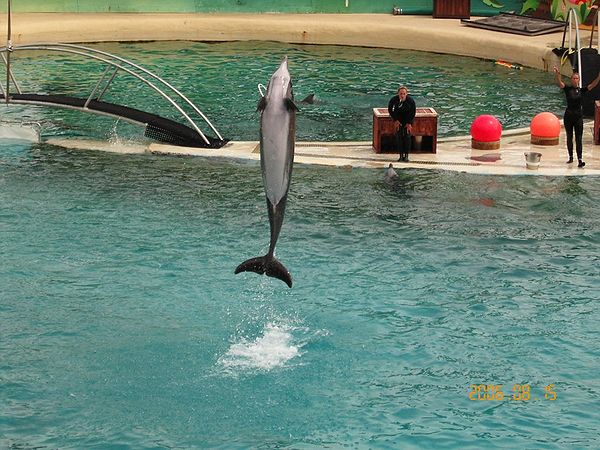 Bottlenose Dolphins in Marineland d'Antibes in France