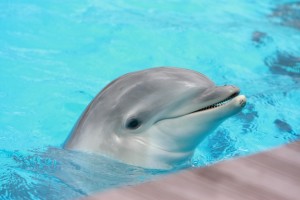 dolphin reproduction facts