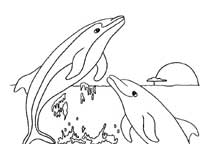 Dolphin coloring pages