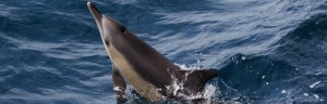 Common Dolphins swimming in ocean