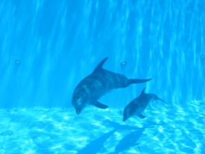 Dolphin mother and calf