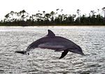 A Bottlenose Dolphin at play in Perdido Bay