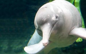 Pink Amazon river dolphin facts