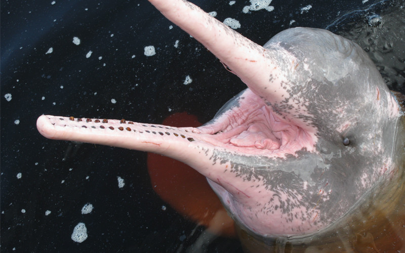 Amazon River Dolphin Inia Geoffrensis Dolphin Facts And Information