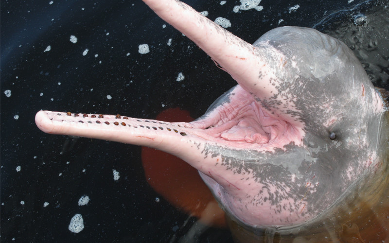 Amazon River Dolphin Inia Geoffrensis Dolphins World