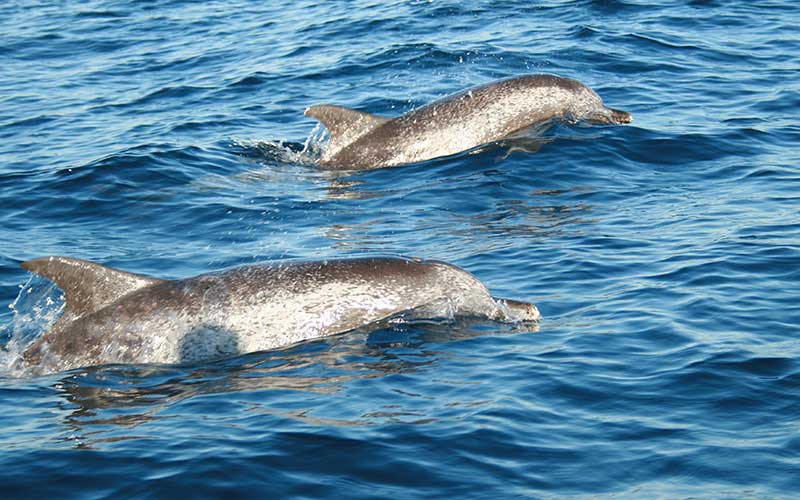 Atlantic Spotted Dolphin (Stenella frontalis)