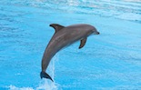 Bottlenose Dolphin Jumping