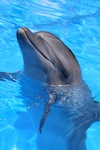 Bottlenose Dolphin, Tursiops truncatus