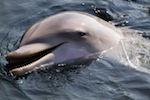 Bottlenose Dolphin close-up