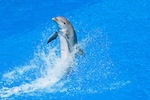 Bottlenose Dolphin in Captivity
