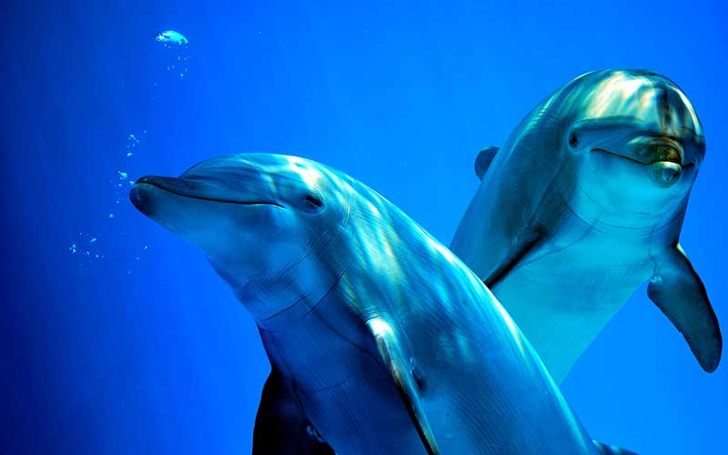 Common Bottlenose Dolphin (Tursiops Truncatus)