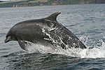 Bottlenose Dolphin, Tursiops truncatus jumping