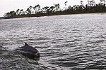 Bottlenose Dolphins at play in Perdido Bay, Alabama