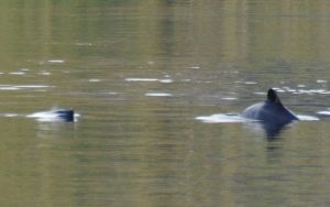 Chilean Dolphin.