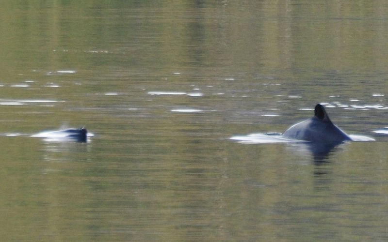 Chilean Dolphin (Cephalorhynchus eutropia)