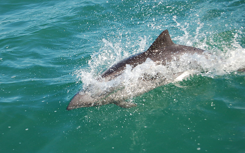 Heaviside’s dolphin (Cephalorhynchus heavisidii)