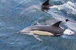 Common Dolphin Blowing